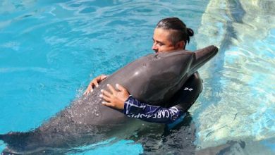 experience-the-magic-of-dolphin-connection-cancun