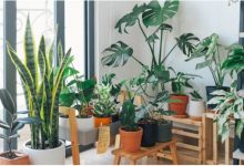 everything-you-need-to-know-about-miracle-gro-indoor-plant-food