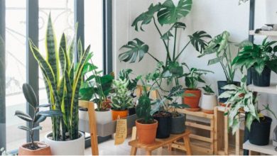 everything-you-need-to-know-about-miracle-gro-indoor-plant-food