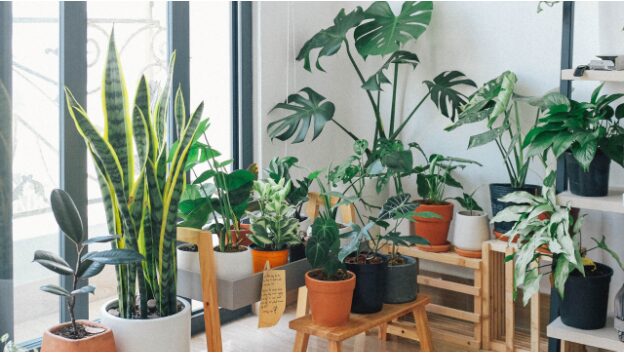 everything-you-need-to-know-about-miracle-gro-indoor-plant-food
